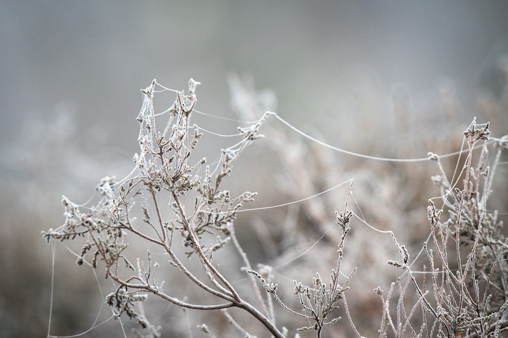 a close up of a plant with ice on it