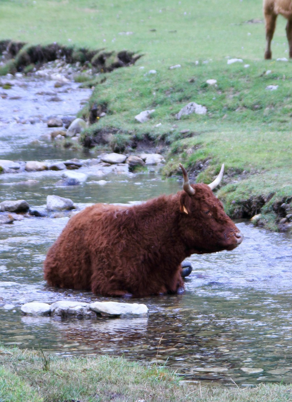 a brown cow sitting in a stream of water