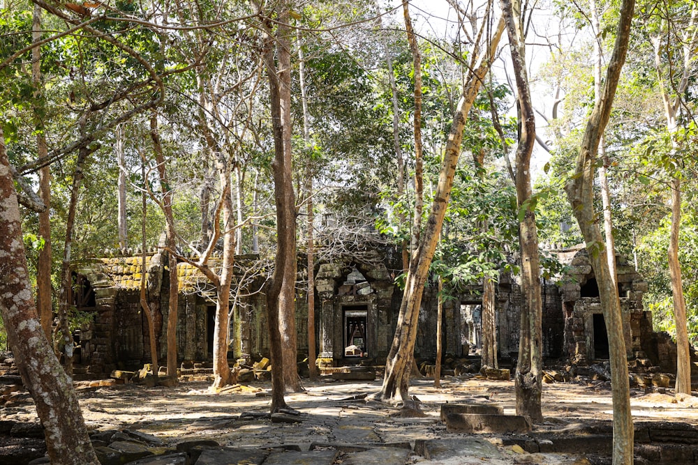 a group of trees that are in the dirt