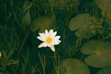 Close-up of a lotus flower floating gently in a shallow water basin surrounded by smooth river stones.