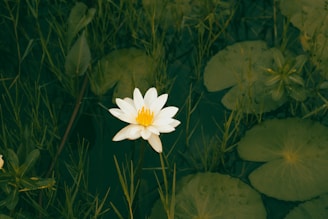 A white lotus flower with a yellow center is floating on water, surrounded by green lily pads and slender aquatic plants.