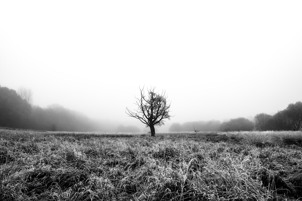a black and white photo of a tree in a foggy field