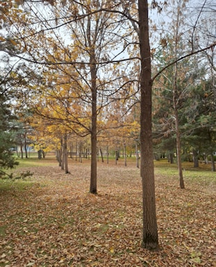 A serene outdoor scene showcasing a family enjoying a fall day in a park.