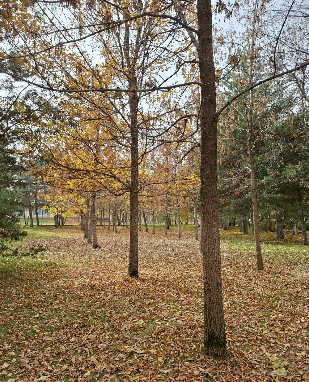 a park filled with lots of trees covered in leaves