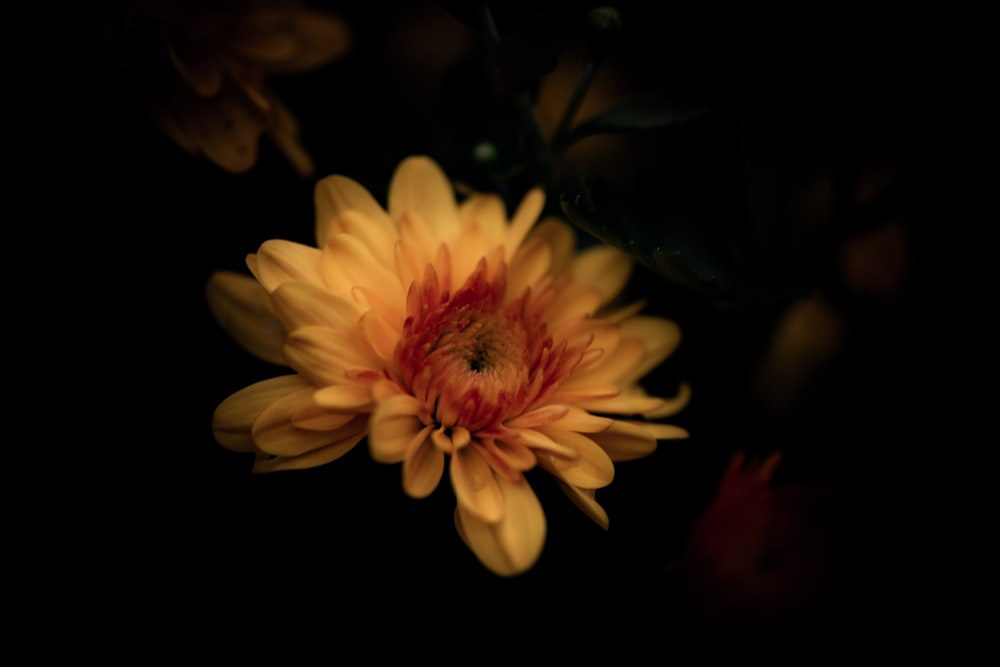 a close up of a yellow and red flower