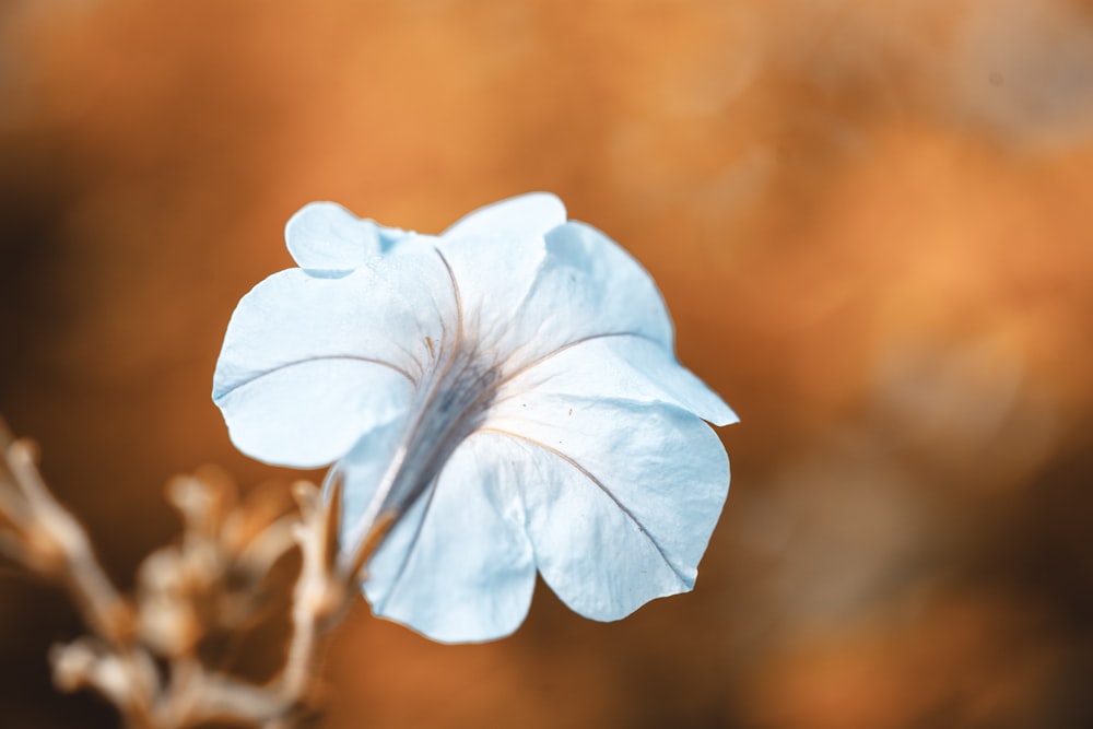 a blue flower with a blurry background