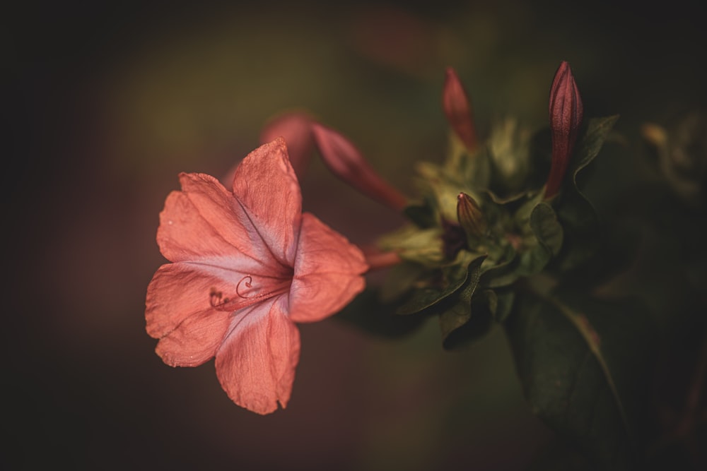 un primo piano di un fiore con uno sfondo sfocato