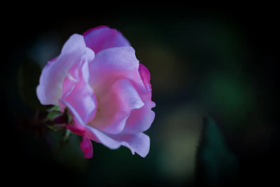 A soft pink background with delicate rose petals scattered gently.
