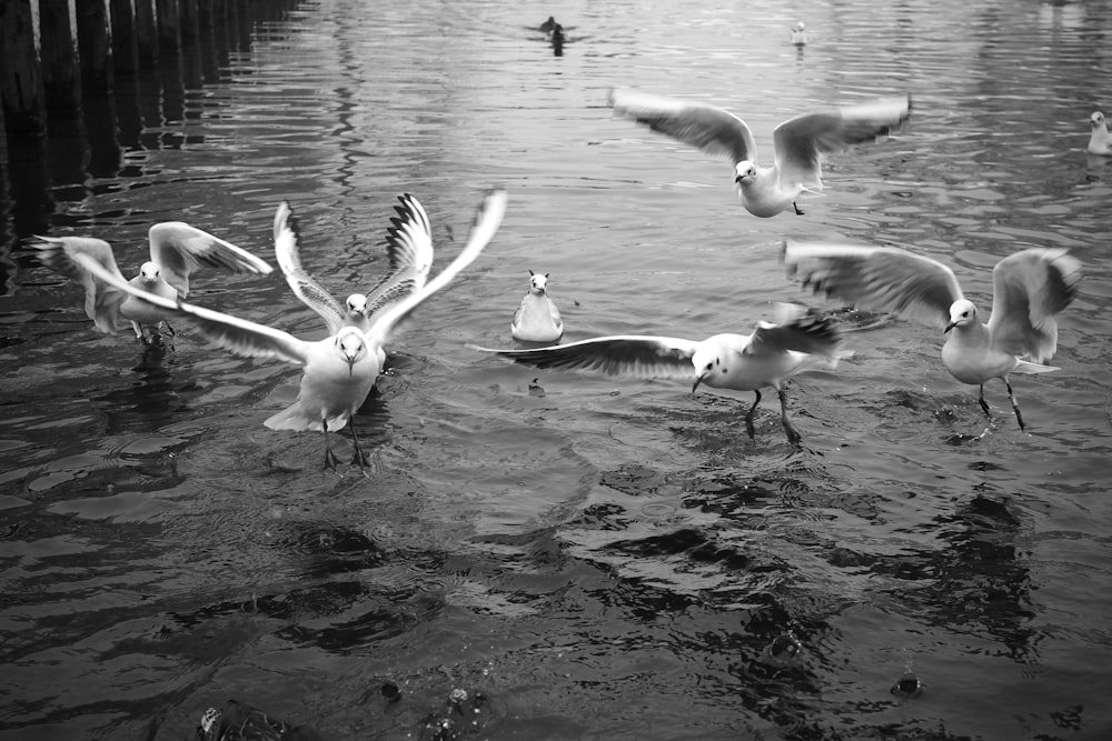 a flock of birds flying over a body of water