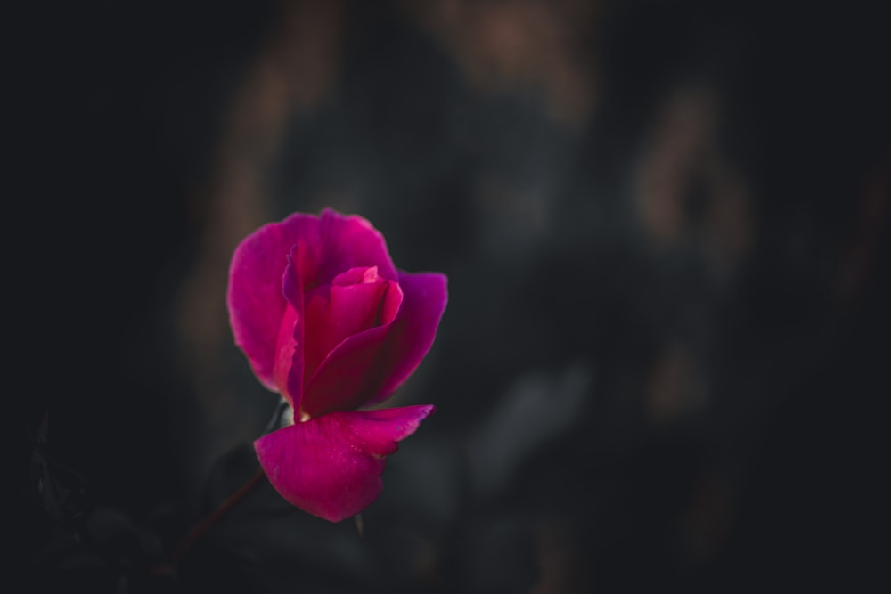 a single pink rose sitting on top of a table