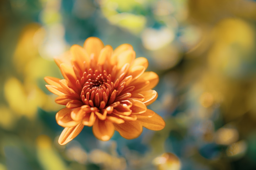 a close up of an orange flower with blurry background