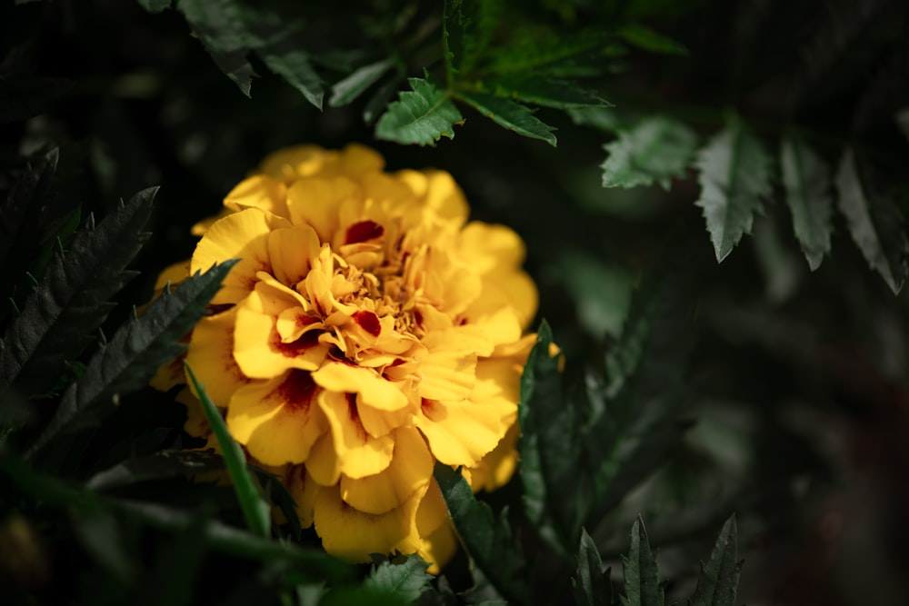 une fleur jaune avec des feuilles vertes autour d’elle