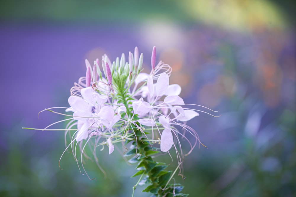 a close up of a flower with a blurry background