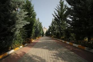 A pathway lined with tall evergreen trees on both sides leads towards a distant building. The path is paved with bricks, and there are small orange flowers growing along the edges. The sky is clear and blue, suggesting a sunny day.