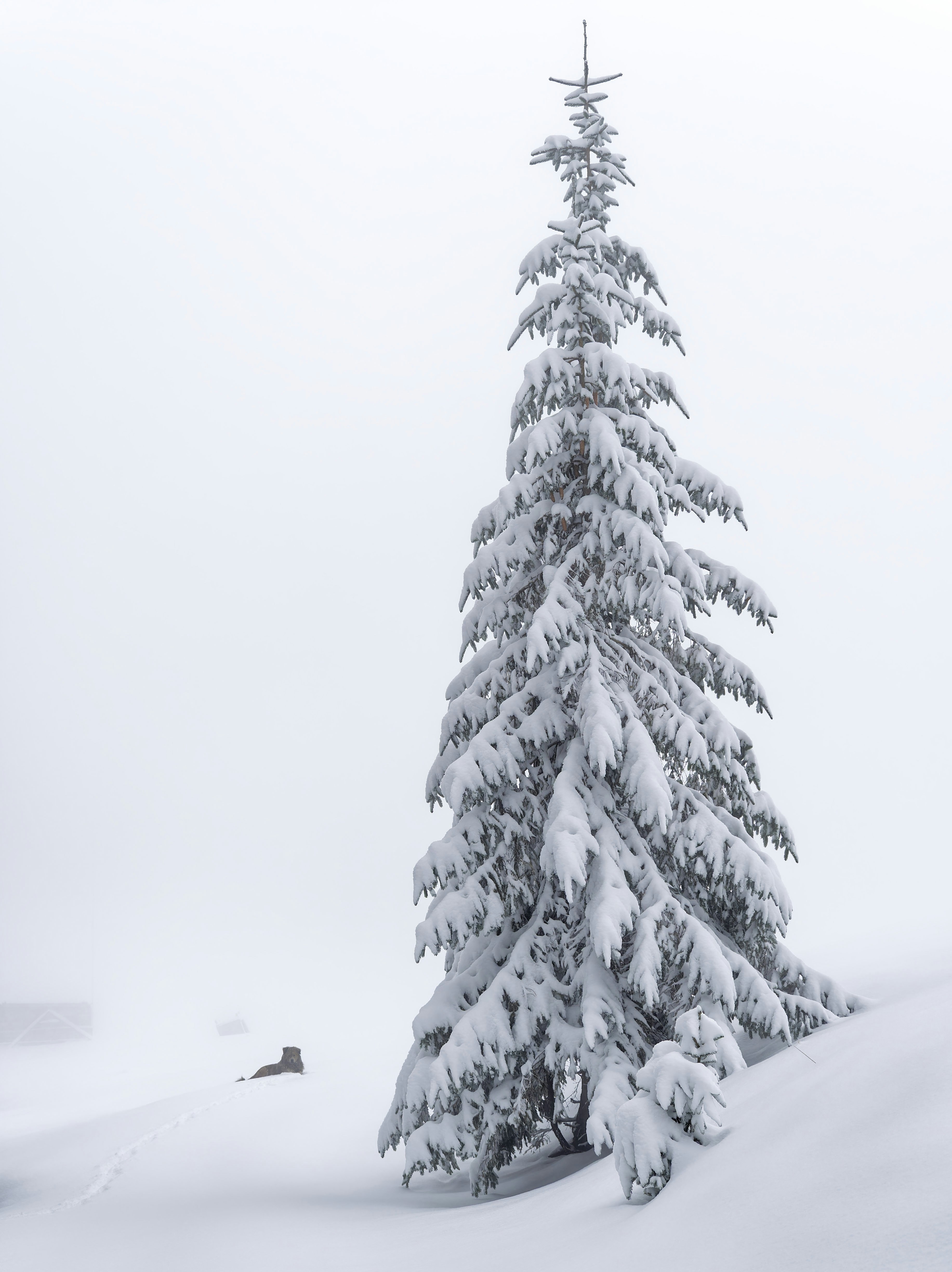 Photo by illes_cristi