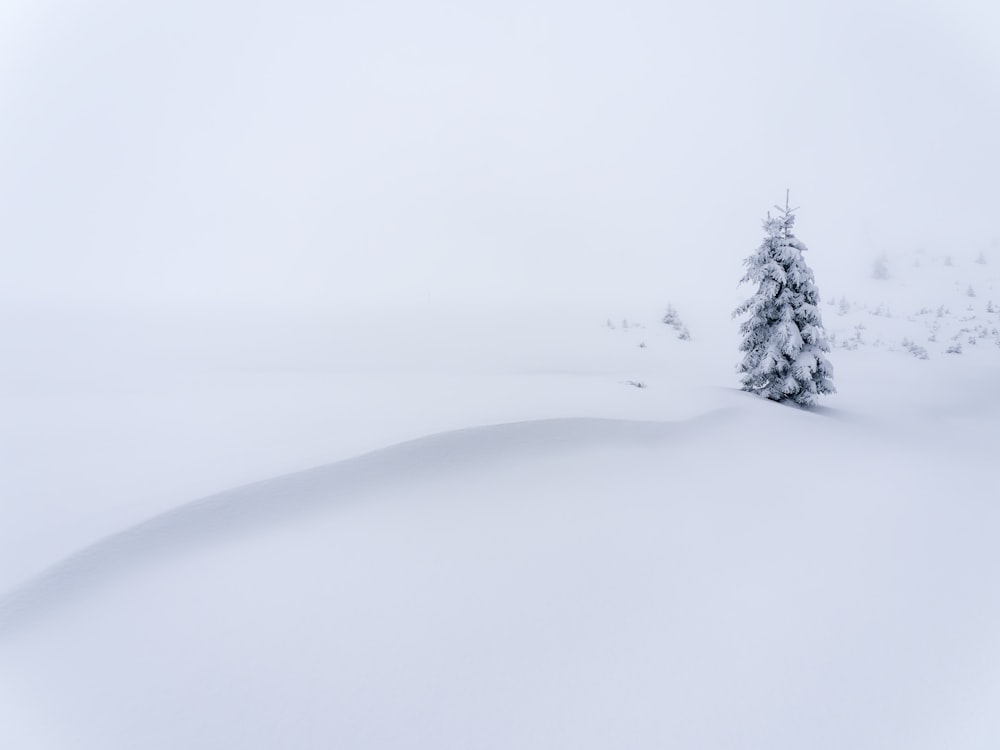 a lone pine tree in the middle of a snow covered field
