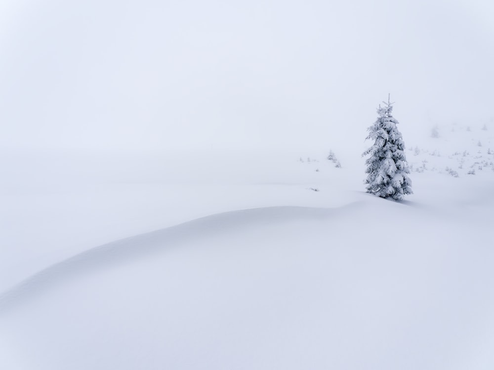 un pino solitario in mezzo a un campo innevato