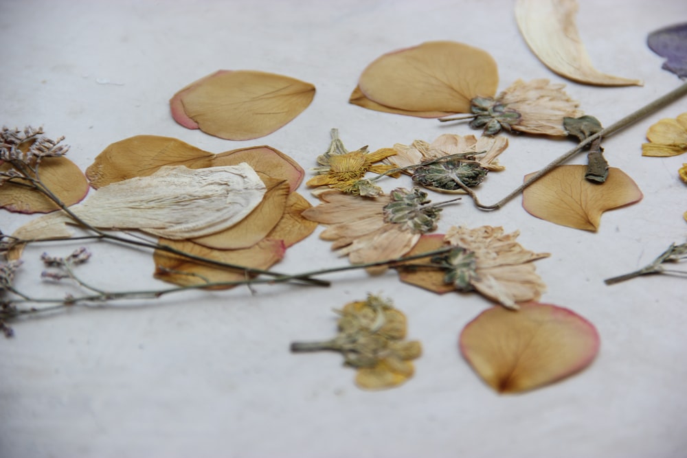dried flowers and leaves on a white surface