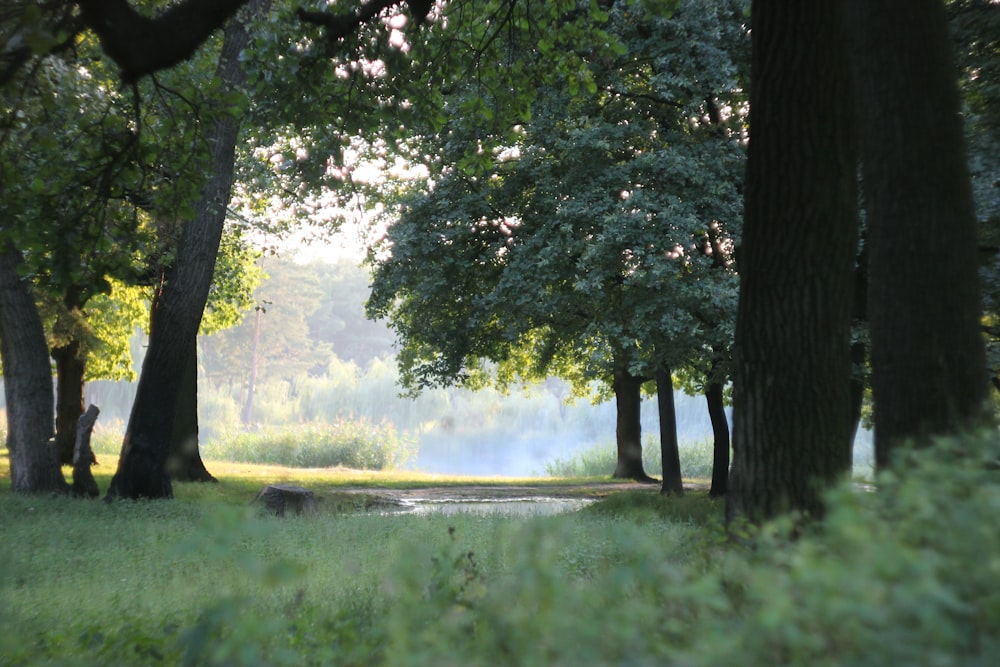 a foggy day in a park with trees and grass