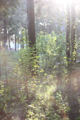 Sunlight filtering through a forest of tall, healthy trees, emphasizing natural growth.