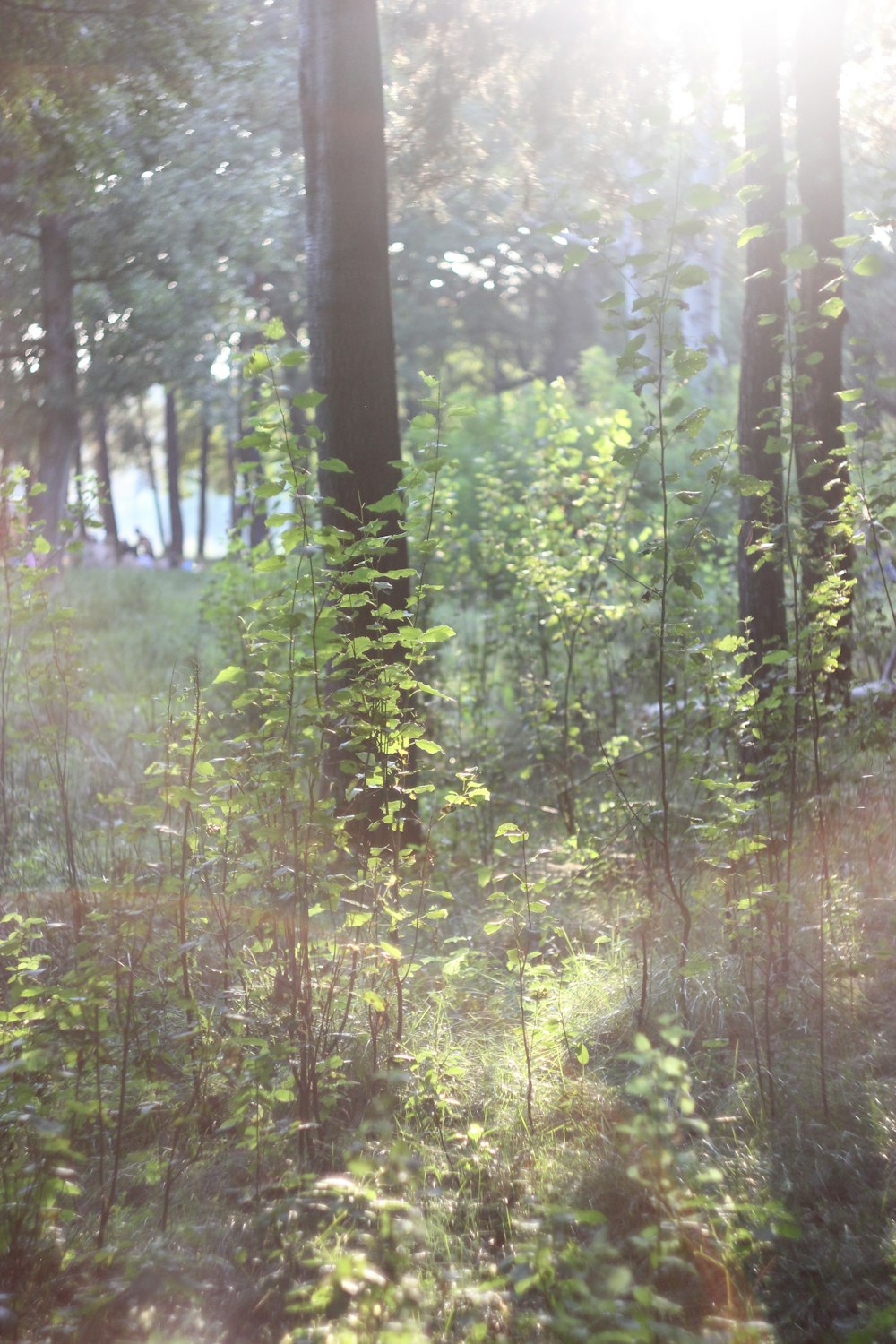 the sun shines through the trees in the woods