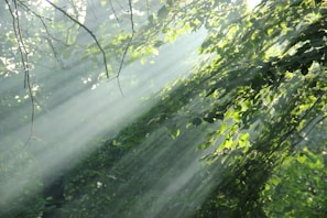 sunlight shining through the leaves of a tree