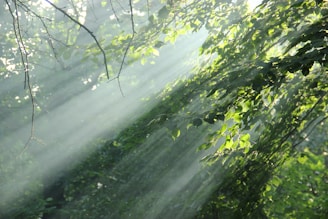 sunlight shining through the leaves of a tree