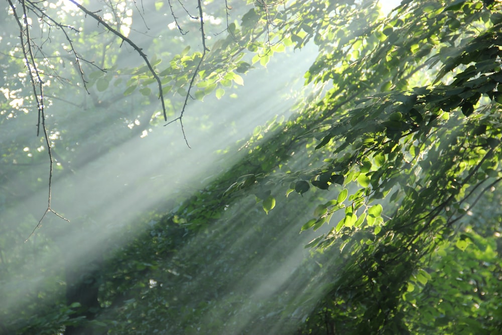 Sonnenlicht, das durch die Blätter eines Baumes scheint