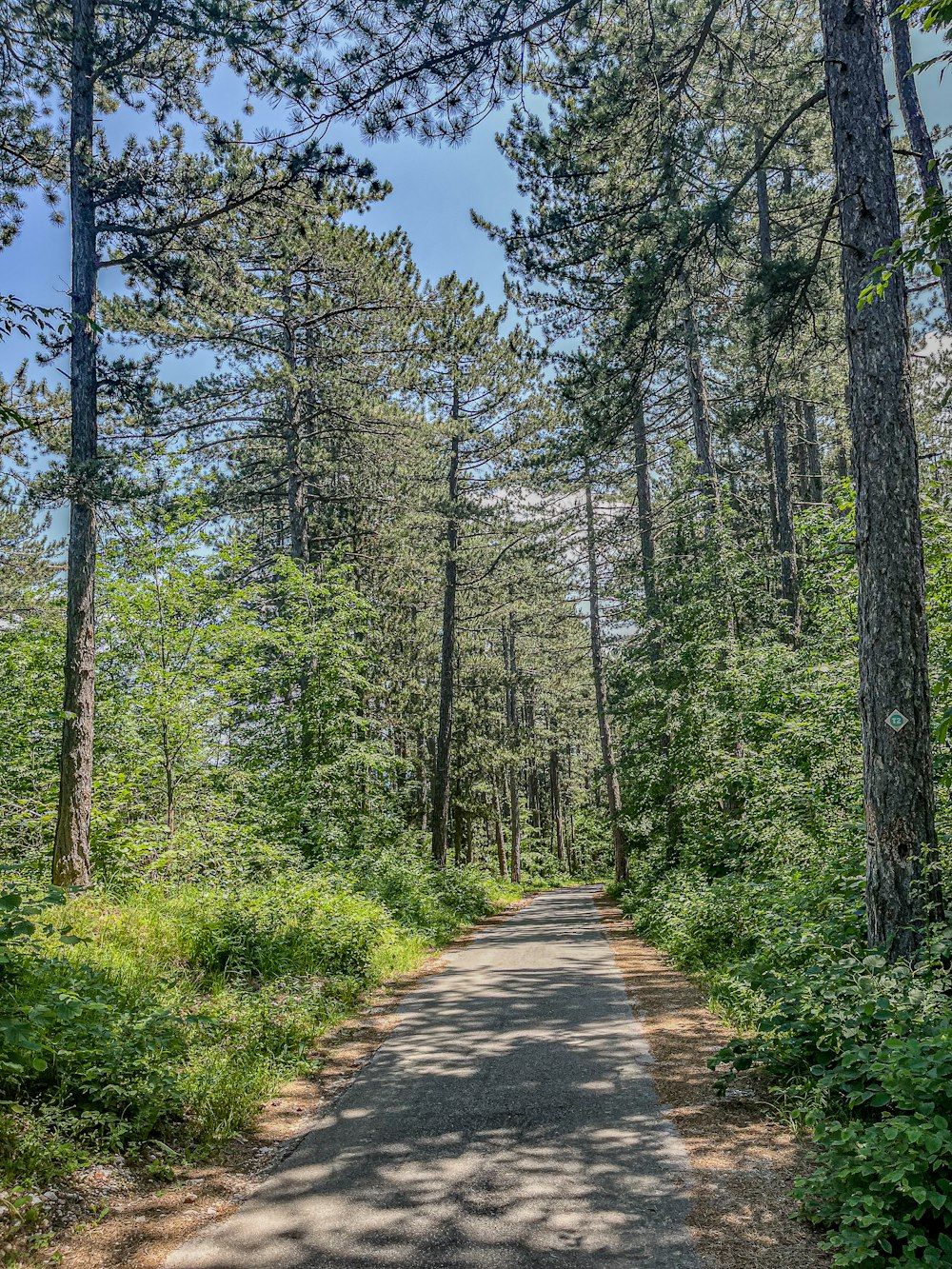 a road in the middle of a forest with lots of trees