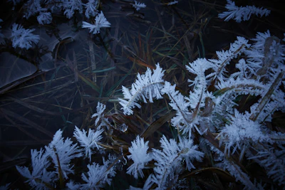 Close-up of ice bath with steam rising, framed by tropical plants and moody shadows.