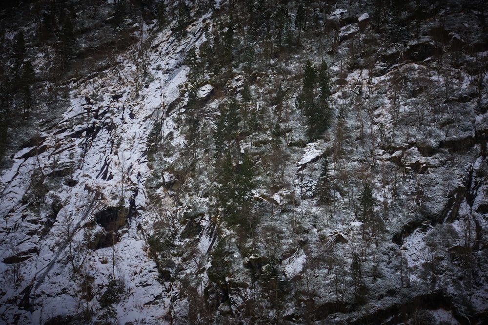 une paroi rocheuse enneigée sur laquelle poussent des arbres