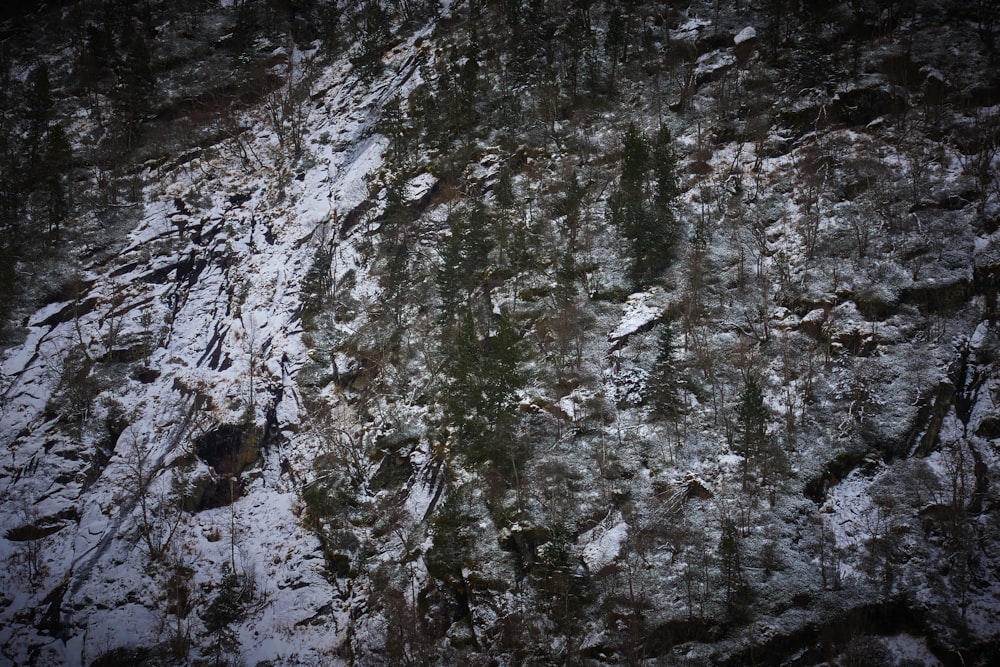 a snow covered rock face with trees growing on it