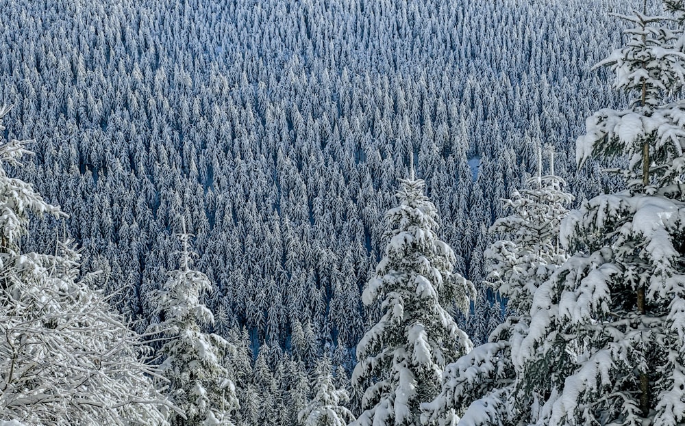 a snow covered forest with trees covered in snow