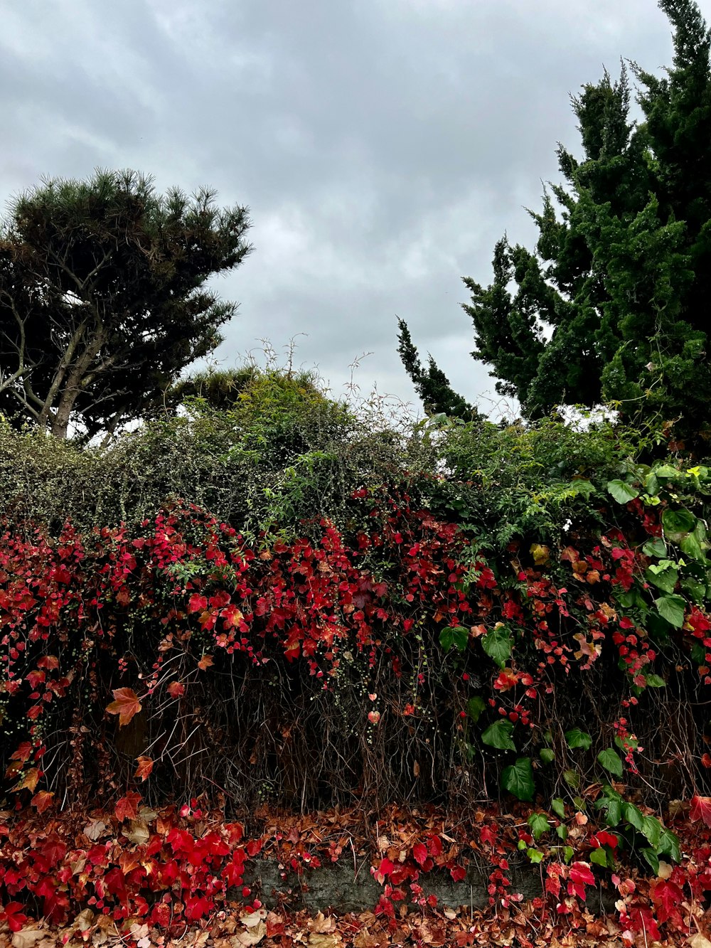 a hedge covered in red leaves next to a forest