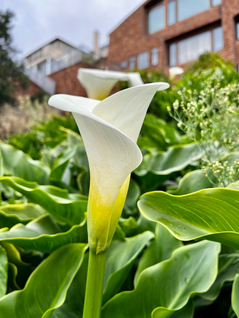 a close up of a flower near a building