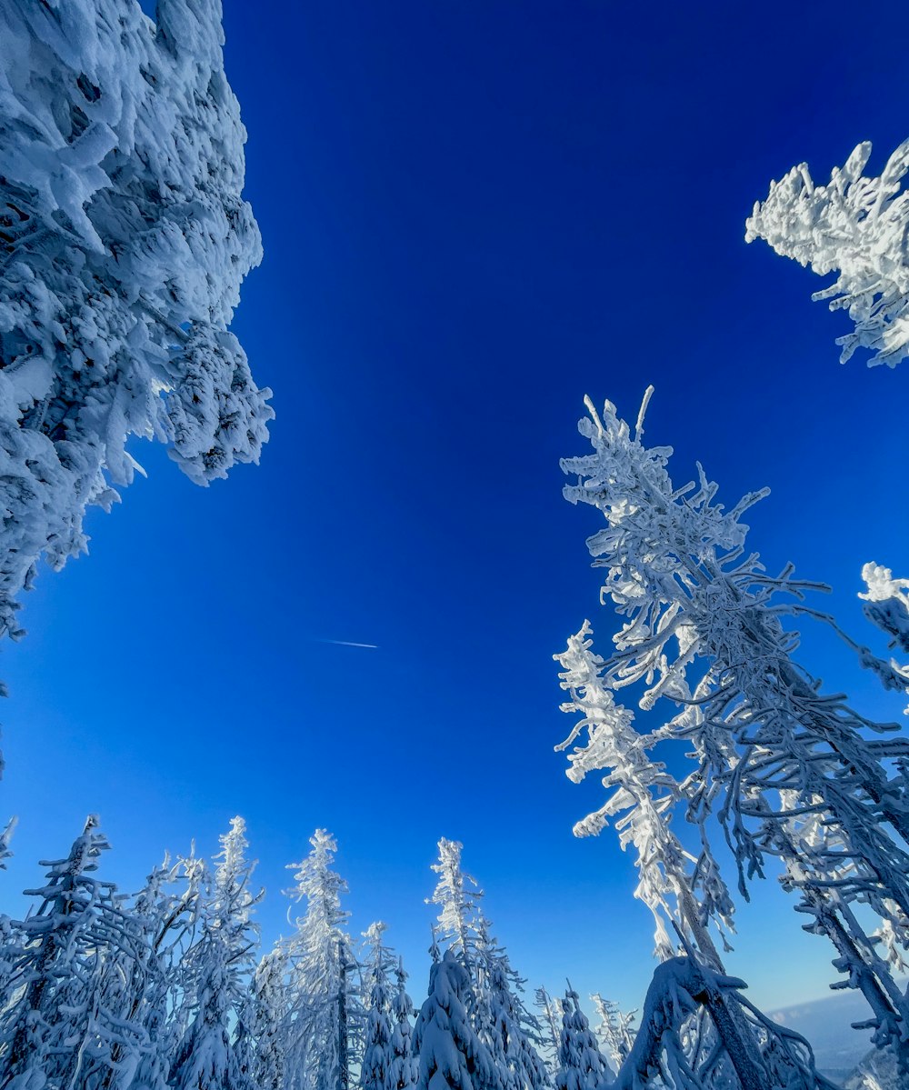 a snow covered forest under a blue sky