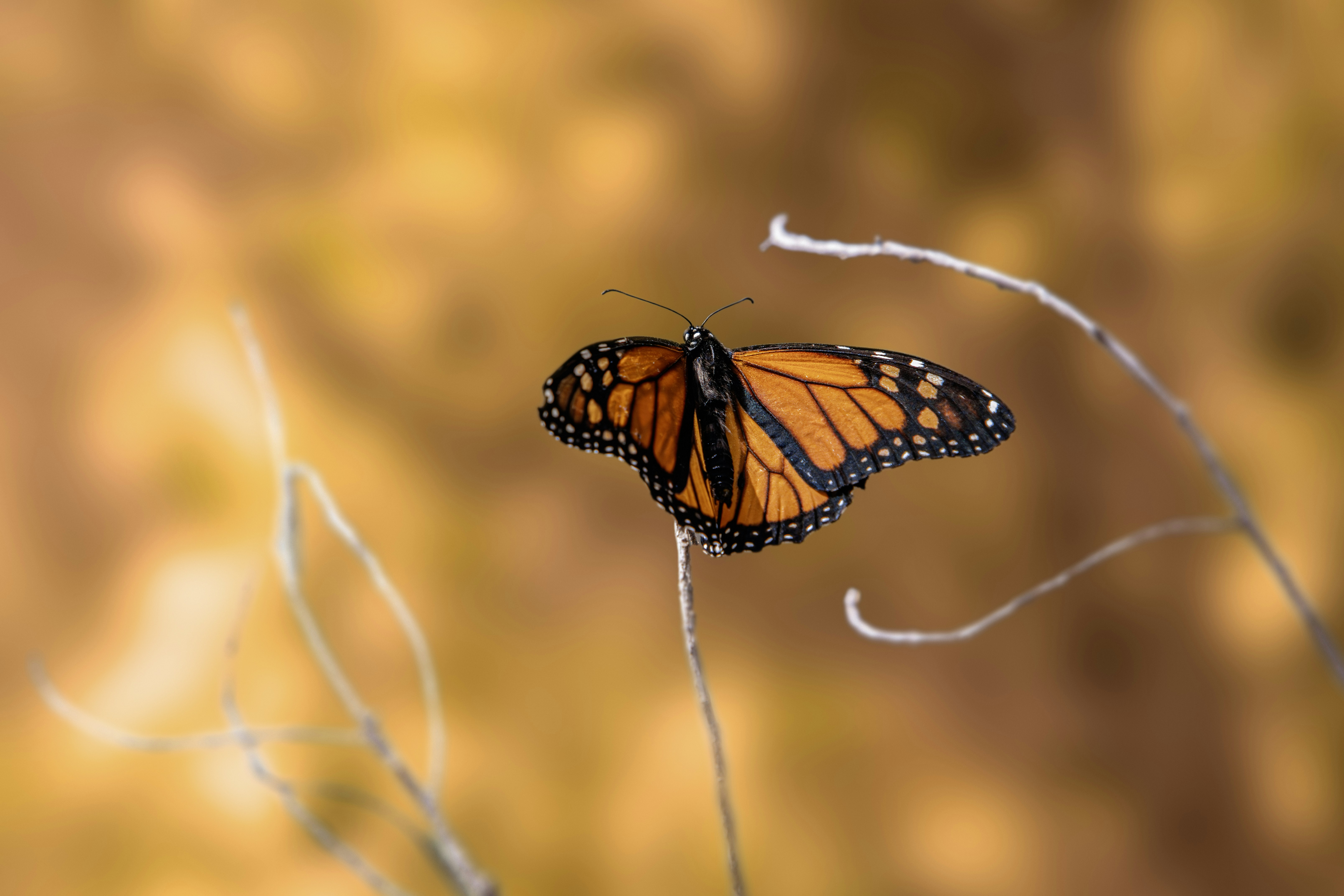 Photo by erik_karits