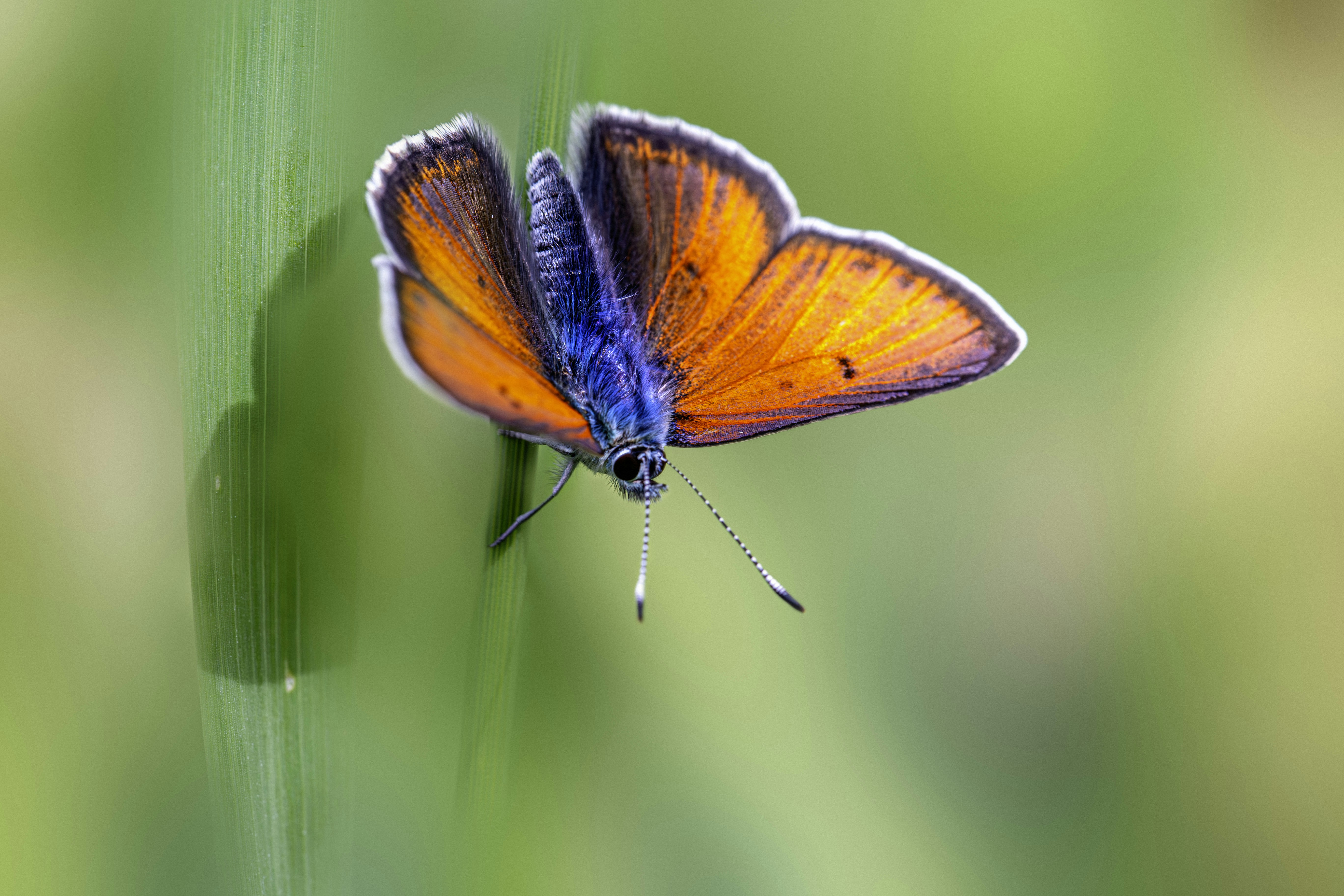 Photo by erik_karits