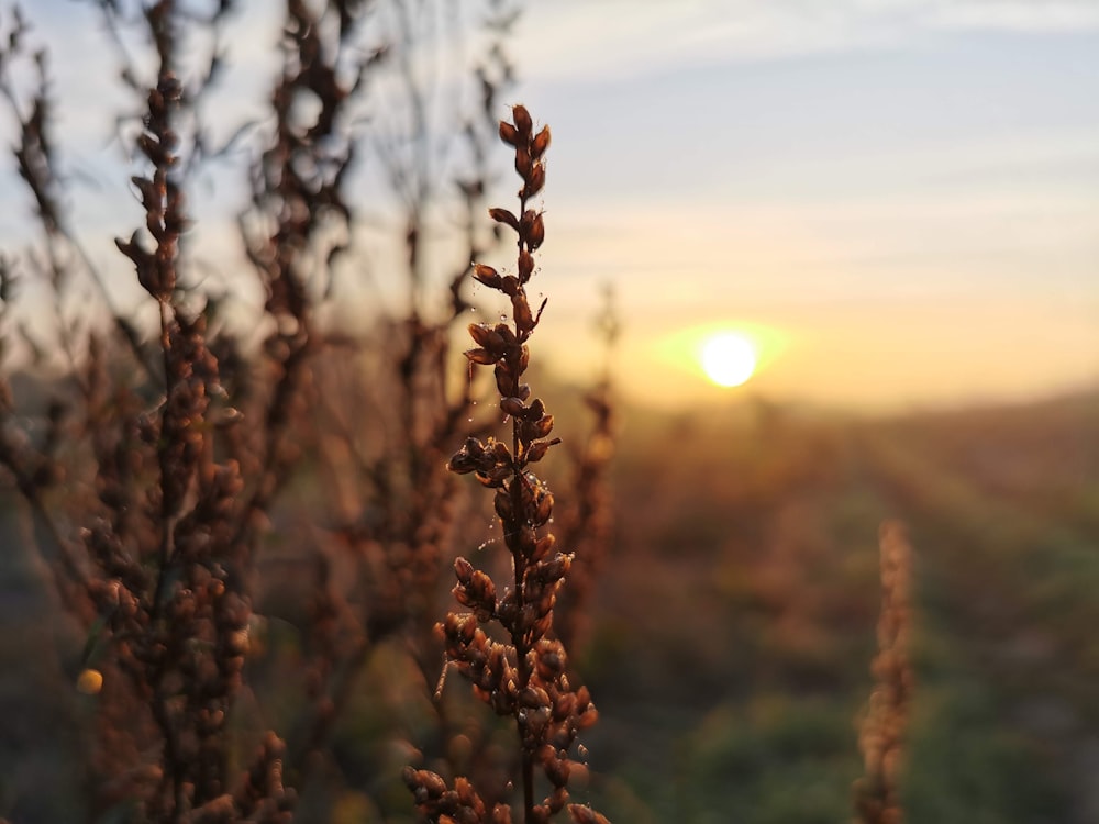 a close up of a plant with the sun in the background