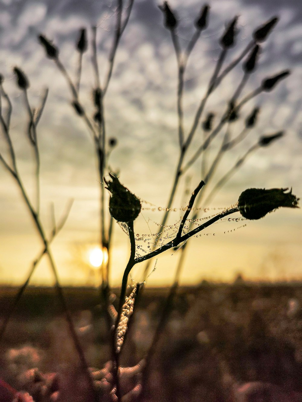 a close up of a plant with the sun in the background