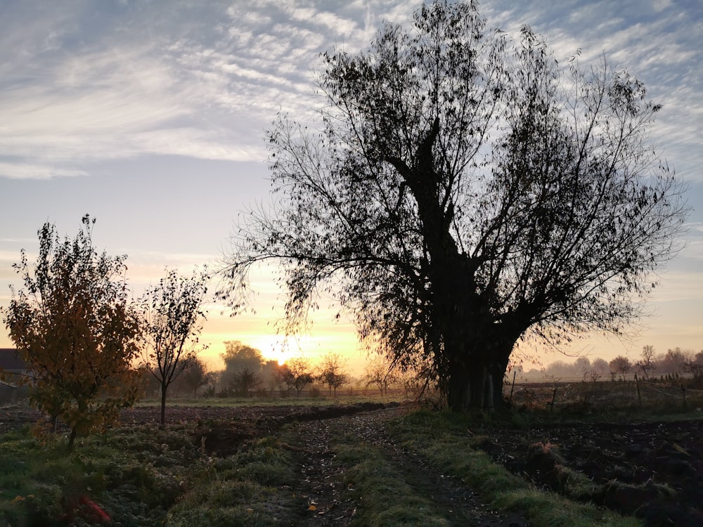 the sun is setting behind a tree in a field