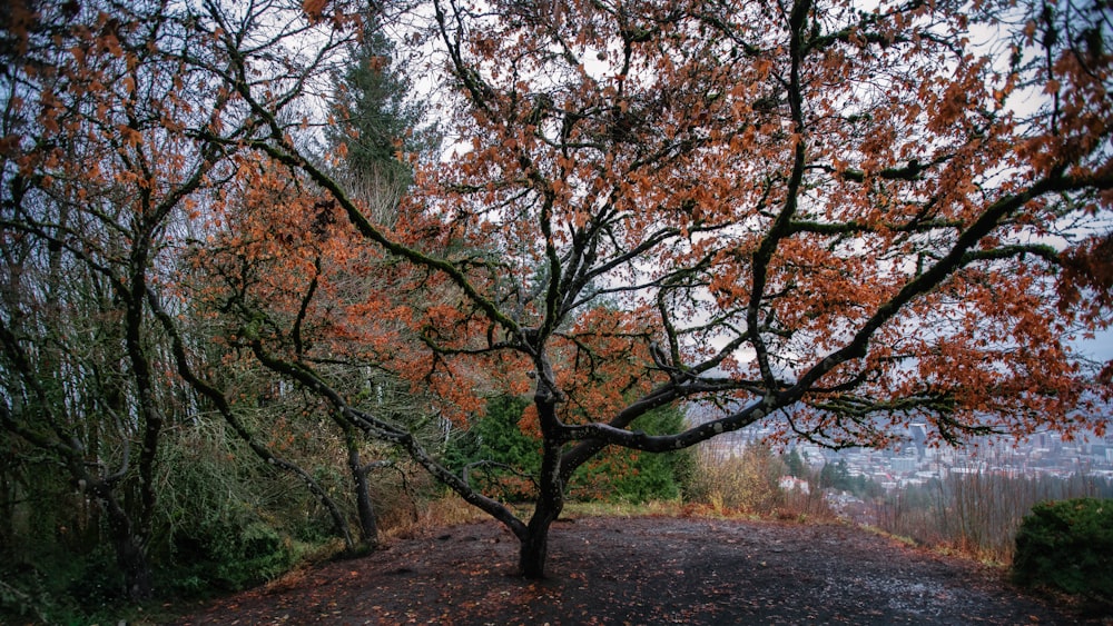 a tree with red leaves in a park