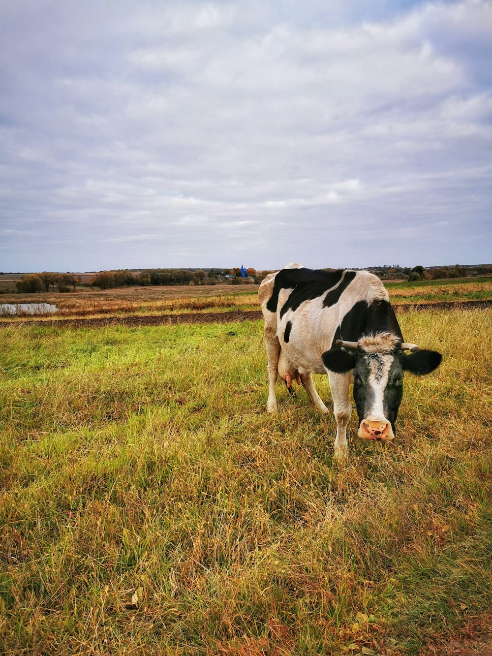 a black and white cow standing in a field