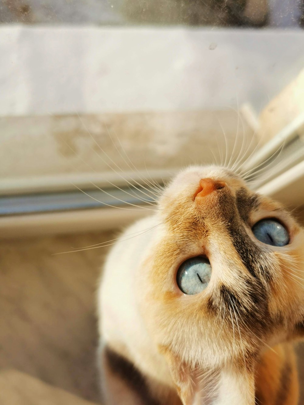 a close up of a cat with blue eyes