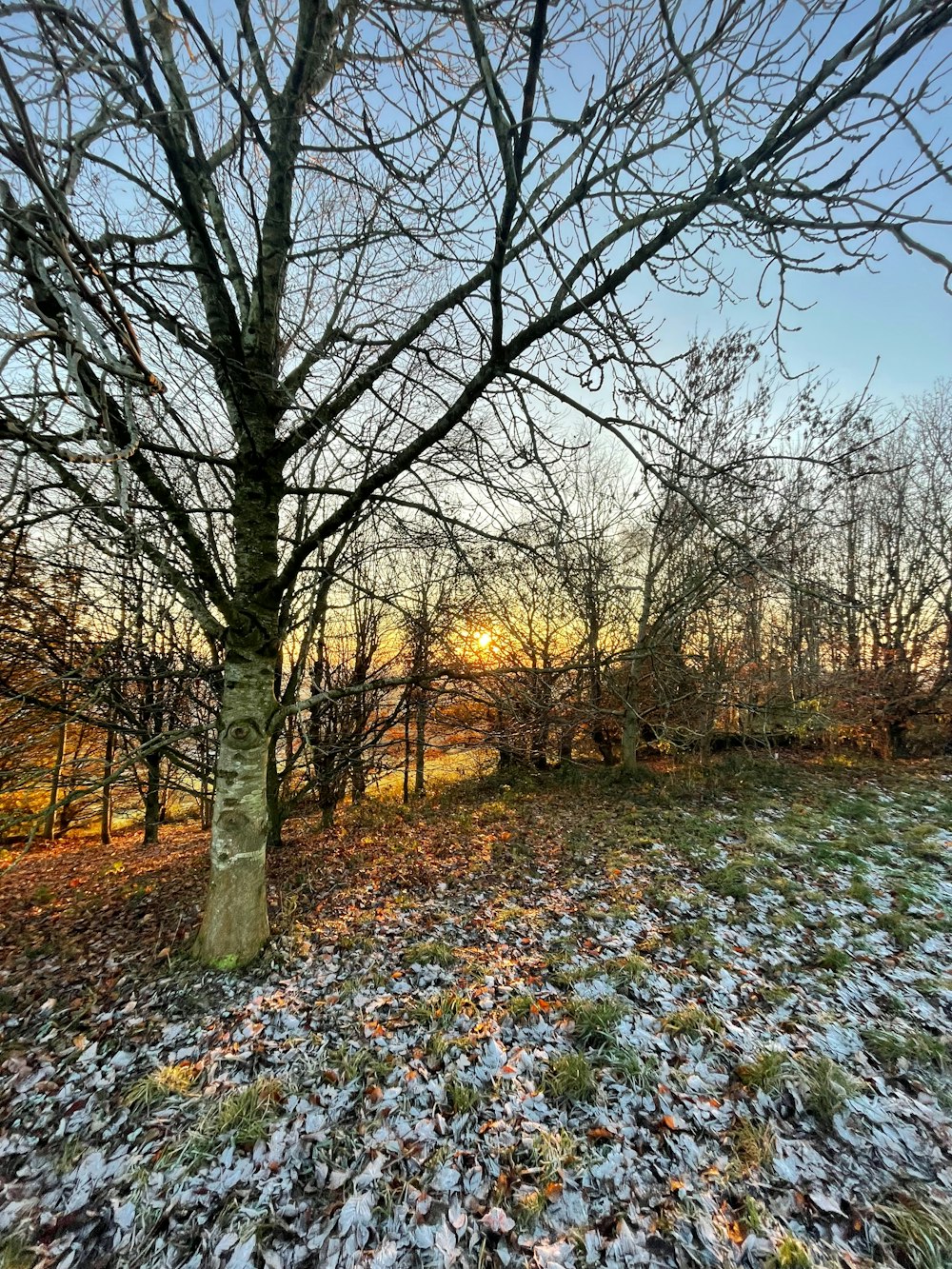 the sun is setting behind the trees in the woods