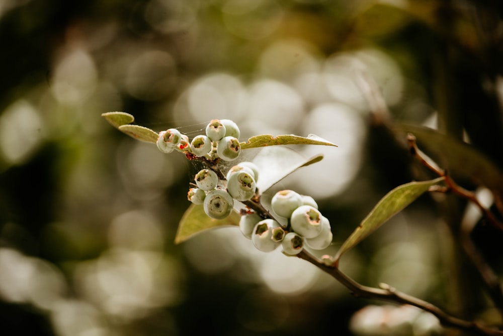 a branch with white flowers and green leaves