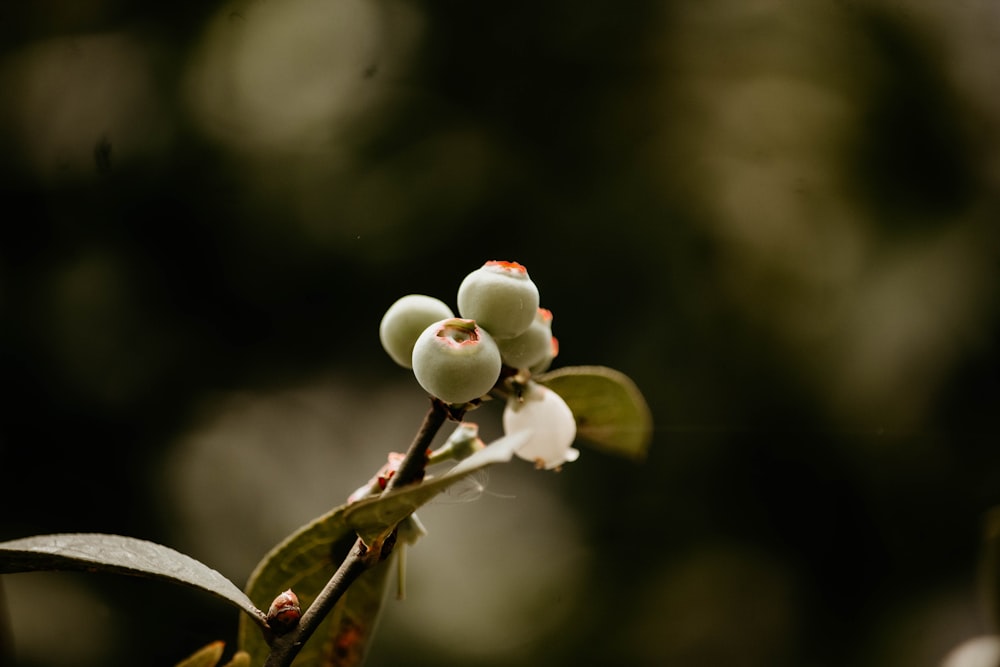 a close up of a flower on a tree branch