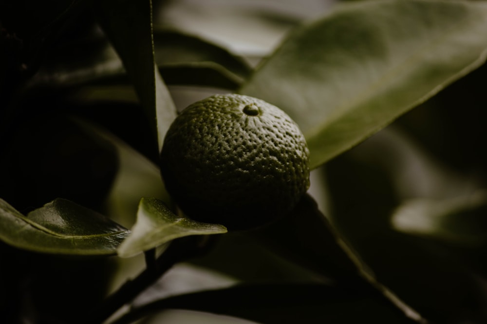a close up of an orange on a tree