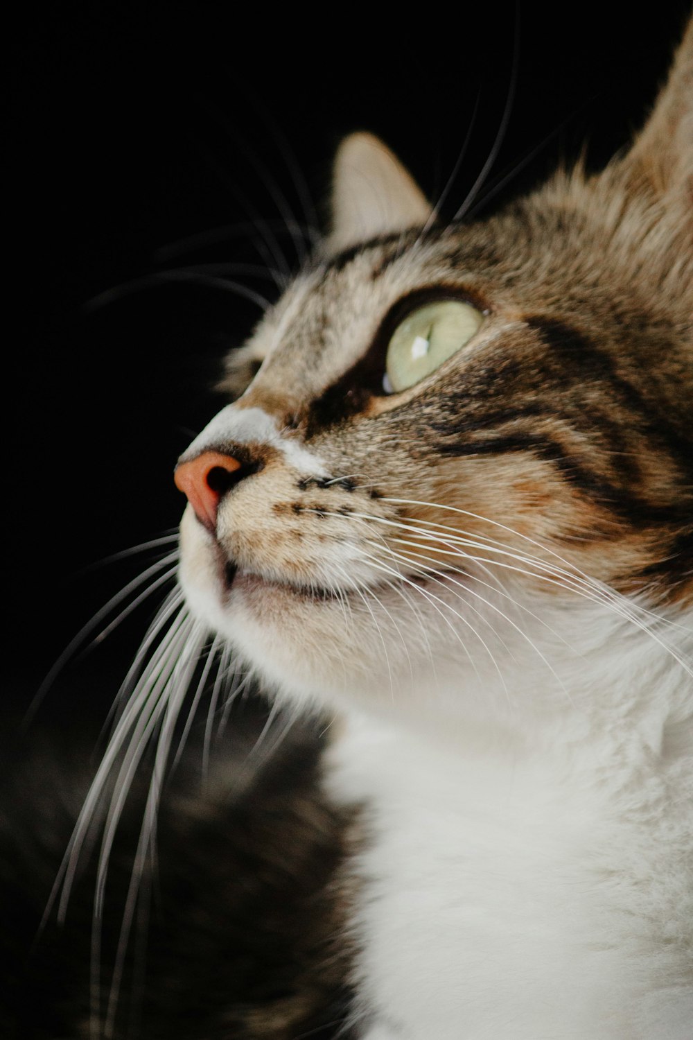 a close up of a cat with a black background