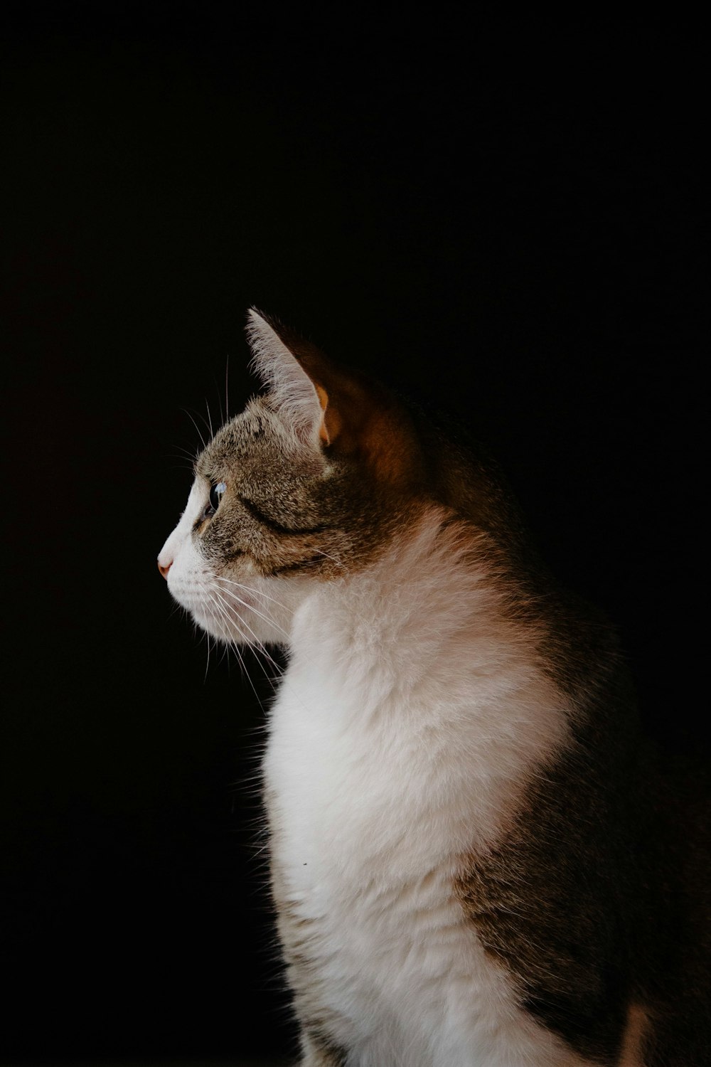 a cat sitting in the dark looking off into the distance